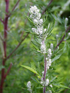 Mugwort #2