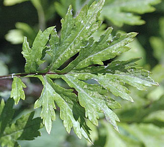 Mugwort #3