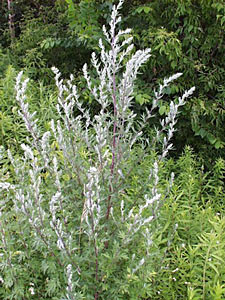 Mugwort