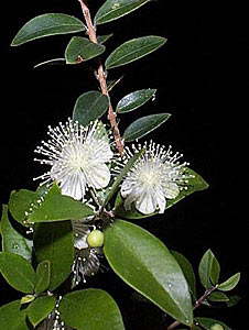 Myrtle