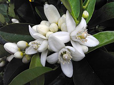 Neroli Egyptian #4