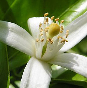 Neroli Egyptian #5