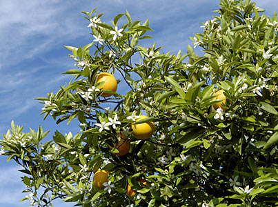 Neroli Egyptian #3