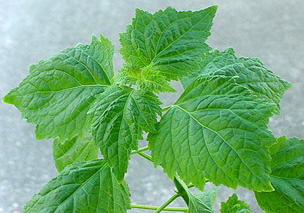 Patchouli Sumatra Dark #3