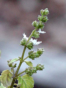 Patchouli Sumatra Dark