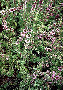 Pennyroyal #2