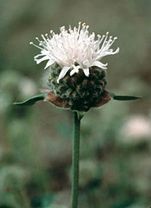 Pennyroyal