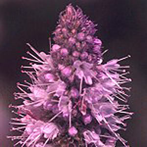 Peppermint Wilhammette