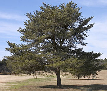 Pine Needle Black
