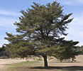 Pine Needle Black