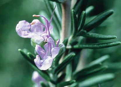 Rosemary Tunisian Wild