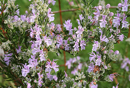 Rosemary Tunisian Wild #2