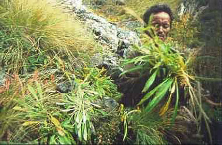 Spikenard Select #2