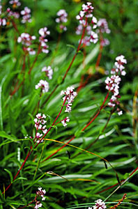 Spikenard Select
