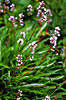 Spikenard Select