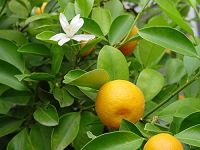 Orange Peel Blood
