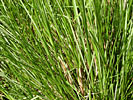 Vetiver Root