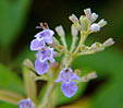 Vitex negundo Extract