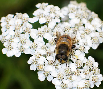 Yarrow Blue Organic #4
