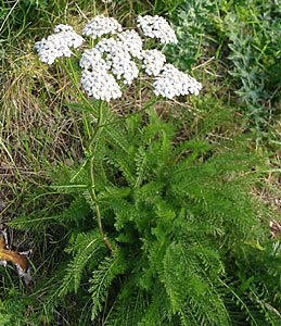 Yarrow Blue Organic #3