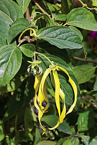Ylang Ylang #2