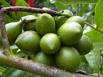Ylang Ylang #3