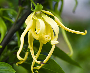 Ylang Ylang
