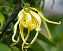 Ylang Ylang