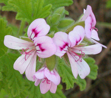 Geranium Select Pelargonium x asperum